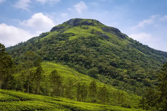Chembra Peak Rising In Emerald Layers