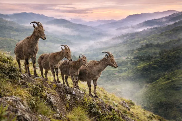 Nilgiri Tahr In Eravikulam National Park