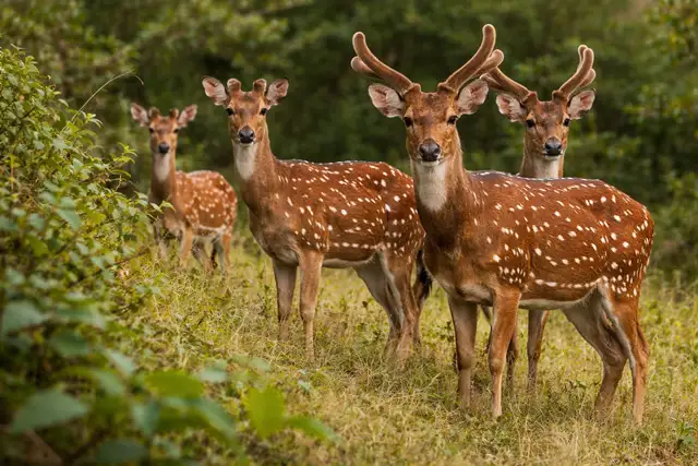 Thekkady Wildlife
