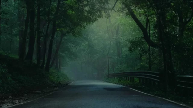 Kerala Forest Trail
