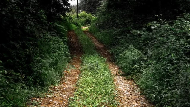 Narrow forest trail winding through dense greenery in unexplored Kerala