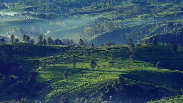 Lush green hills of Kerala during the monsoon season with mist and rain