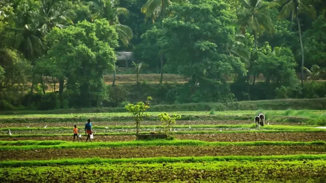 Traditional rural village life in interior Kerala with paddy fields and local homes