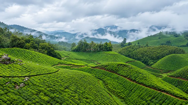 Rows of tea bushes covering rolling hills beneath low clouds in Munnar.