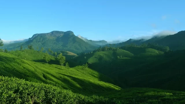 Misty morning view of tea plantations covering the hills of Munnar Kerala