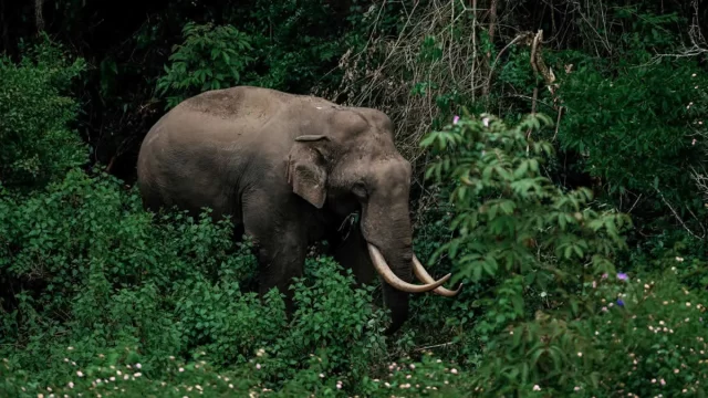 Elephants near the lake inside Periyar Wildlife Sanctuary Kerala