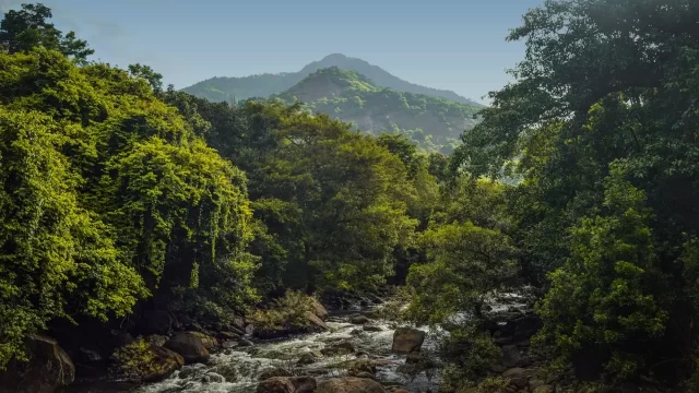 Forest-covered hills and waterfall landscape in Wayanad Kerala
